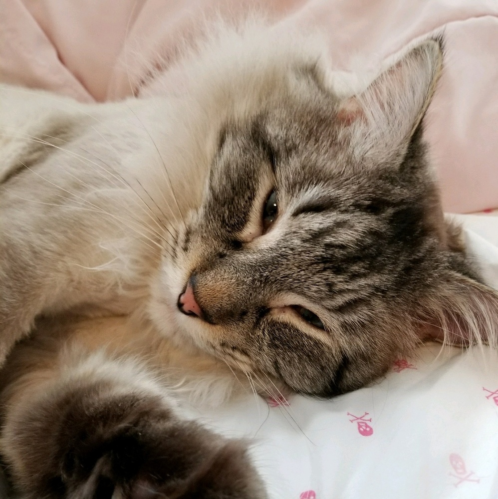 Meet your Posher, Rhauna